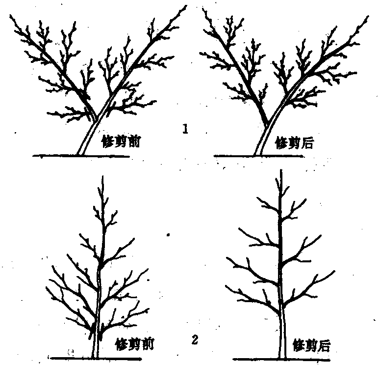 冠基太低